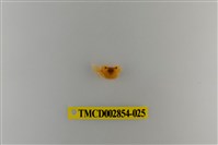藏品(細足澤蟹)的圖片